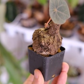 Stephania kaweesakii│ステファニア カウィーサキー│観葉植物