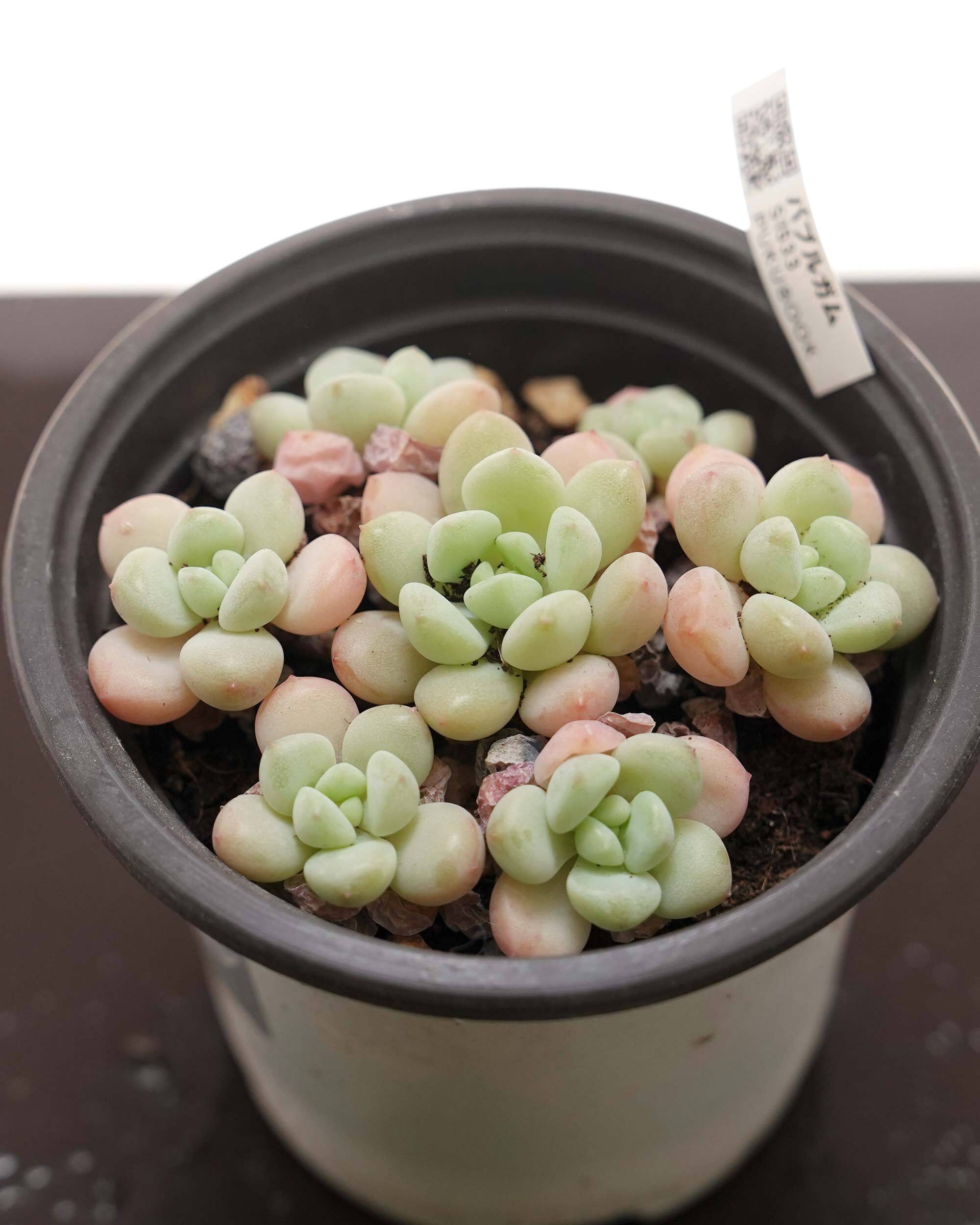 抜き苗 セダム 花団錦 Sedum 'Flower Group' | PUKUBOOK SUCCULENTS