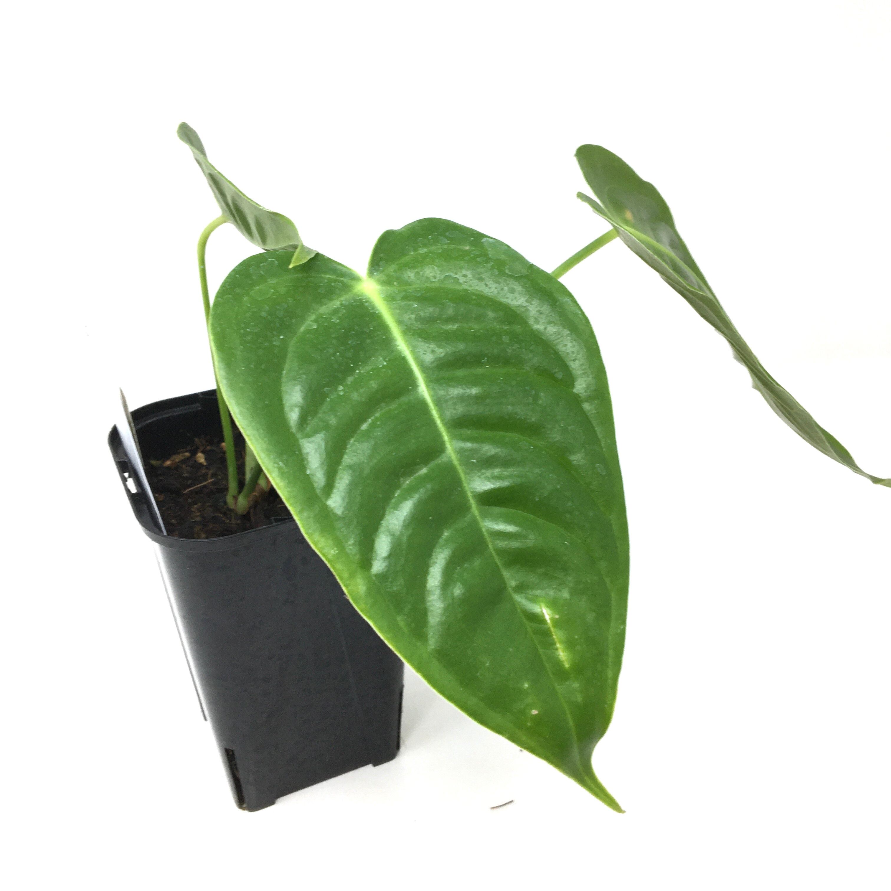 Anthurium veitchii narrow ベイチー ナロー v1