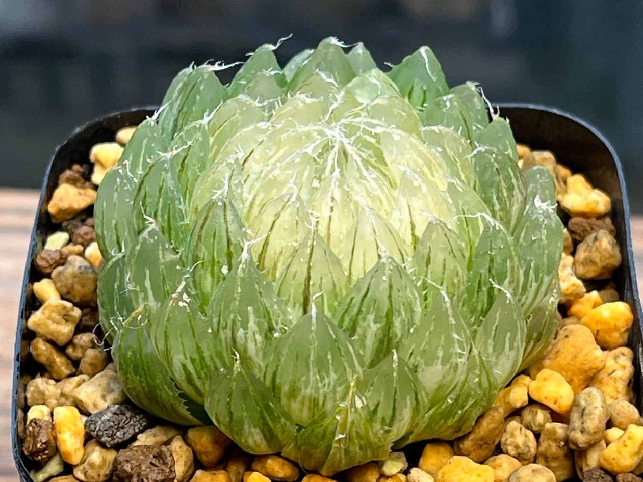 ハオルチア ピクタ錦 極上斑 【公式通販】