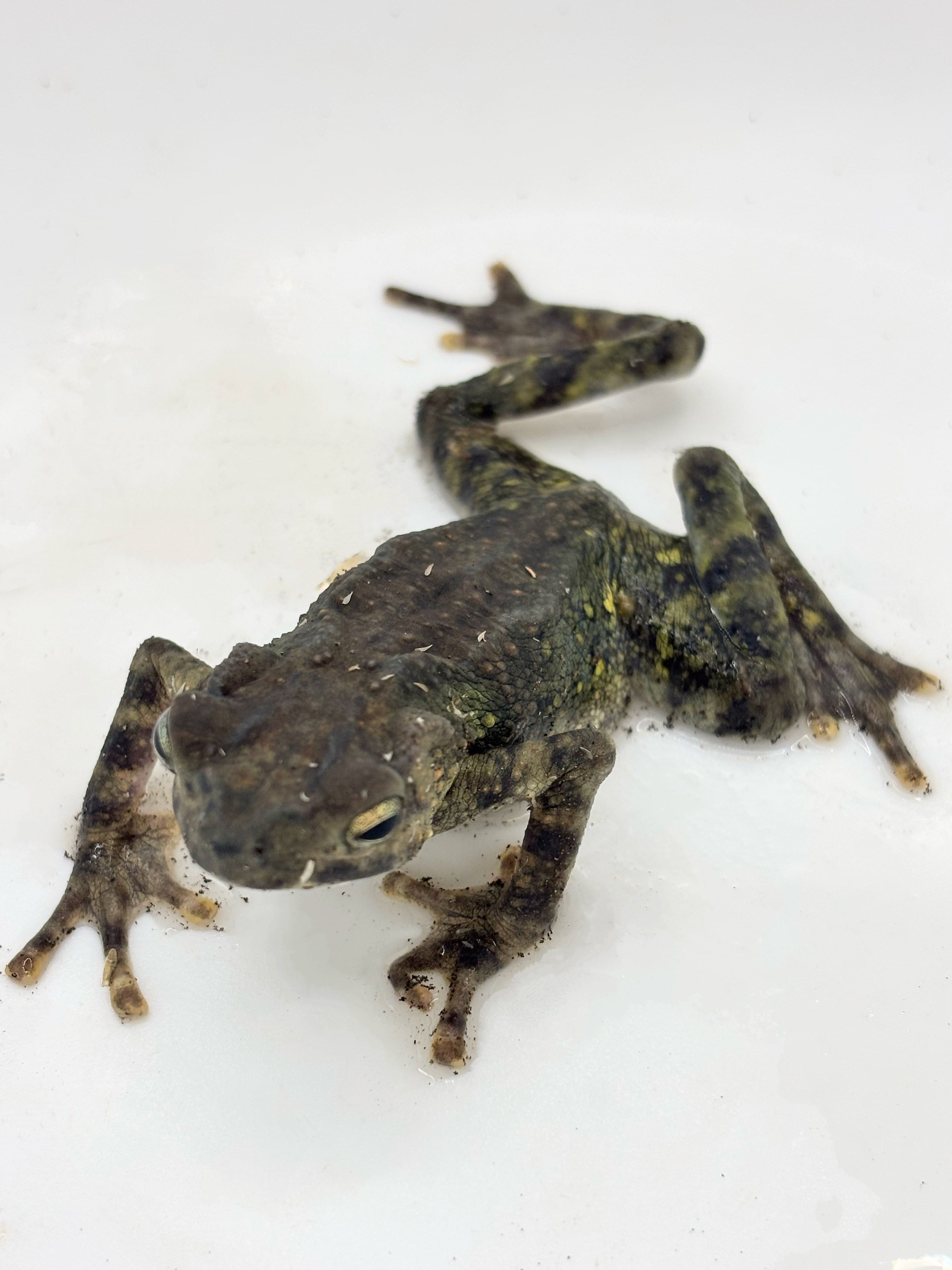 マレーキノボリガマ 1匹 | まるころ商店〜まるくてころころした生き物
