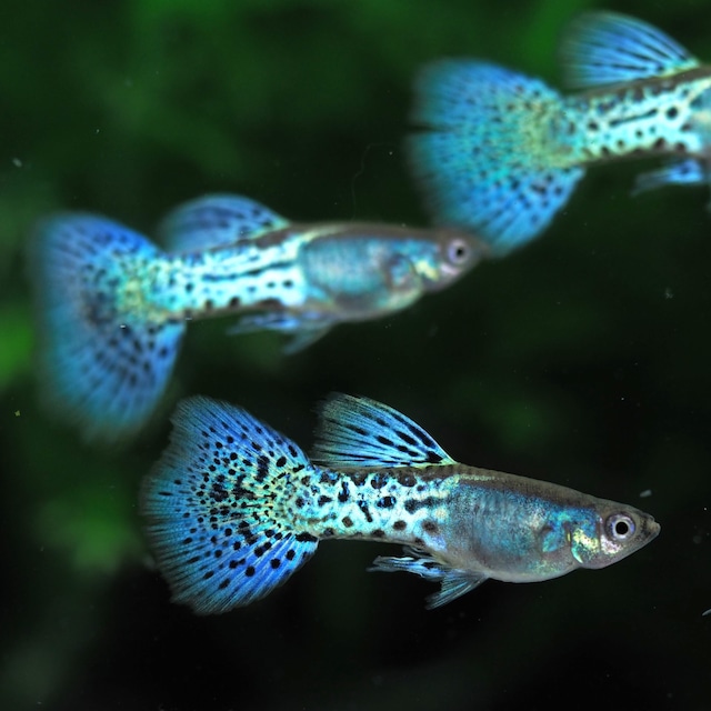 メタルシルバーブルーレースビッグドーサル　若魚2ペア
