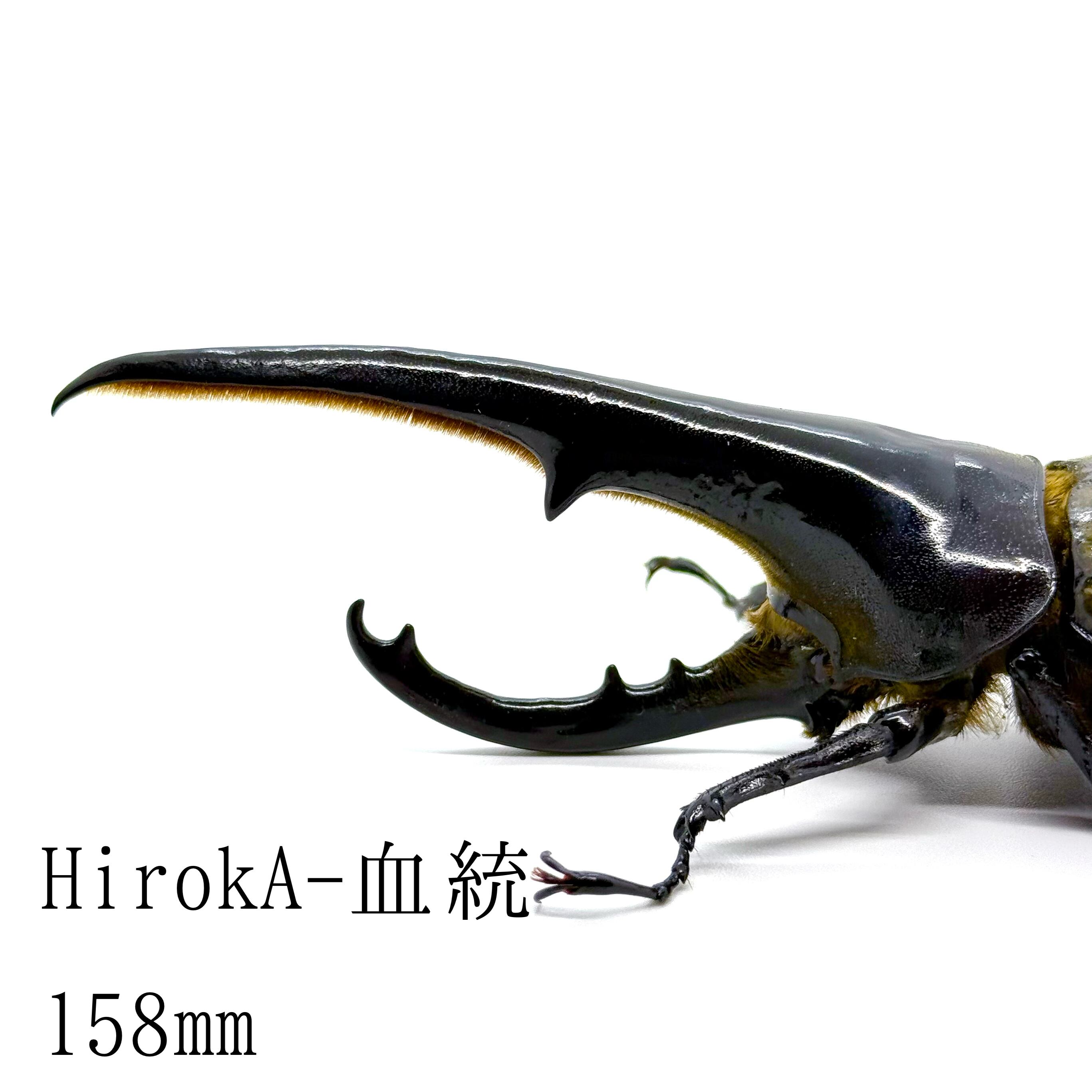 158㎜ / 成虫 / オス / ヘラクレスオオカブト