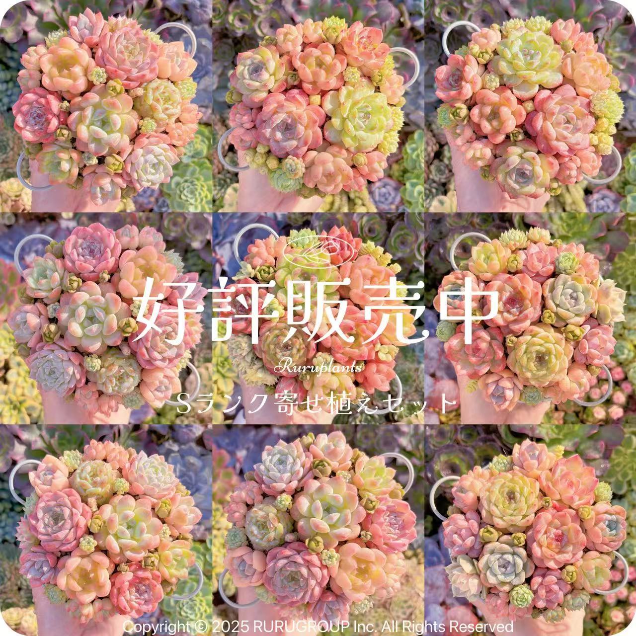 大人気☆Sランク☆寄せ植えセット | るる農園~多肉植物専門