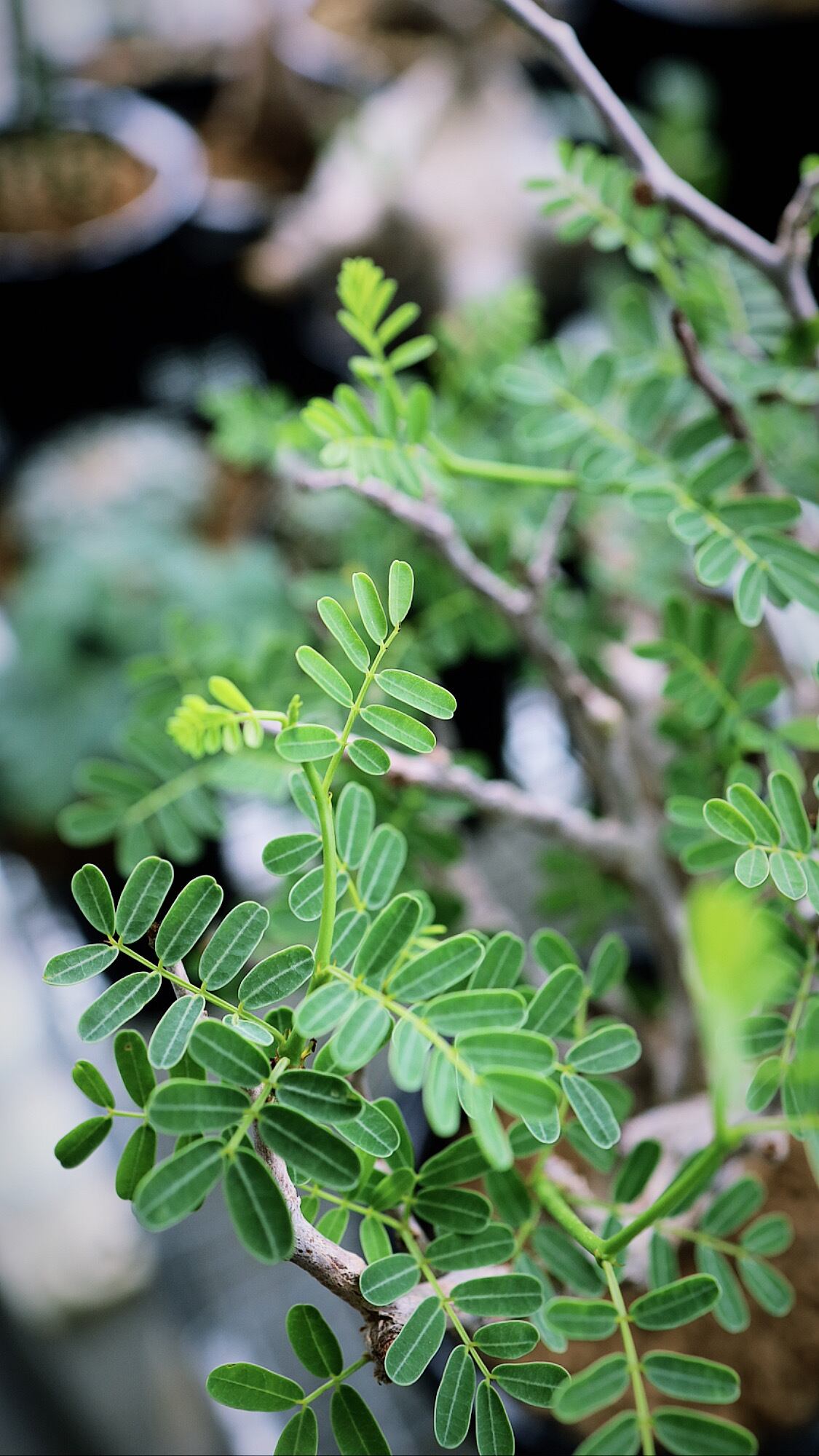 センナ メリディオナリス Senna Meridionalis Savvy Plants センナ メリディオナリス Senna Meridionalis Savvy Plants