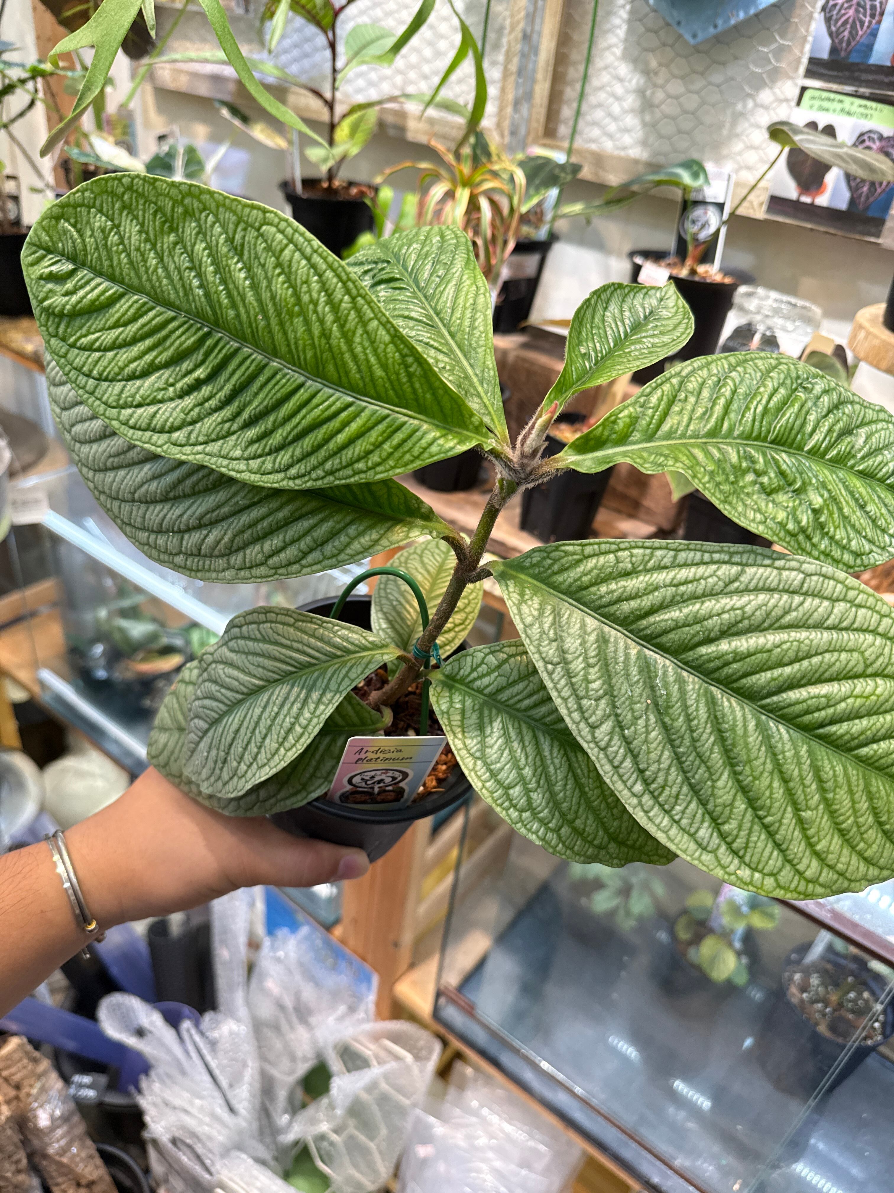 Ardisia platinum / アルディシア プラチナム | Gardenえん 【観葉熱帯