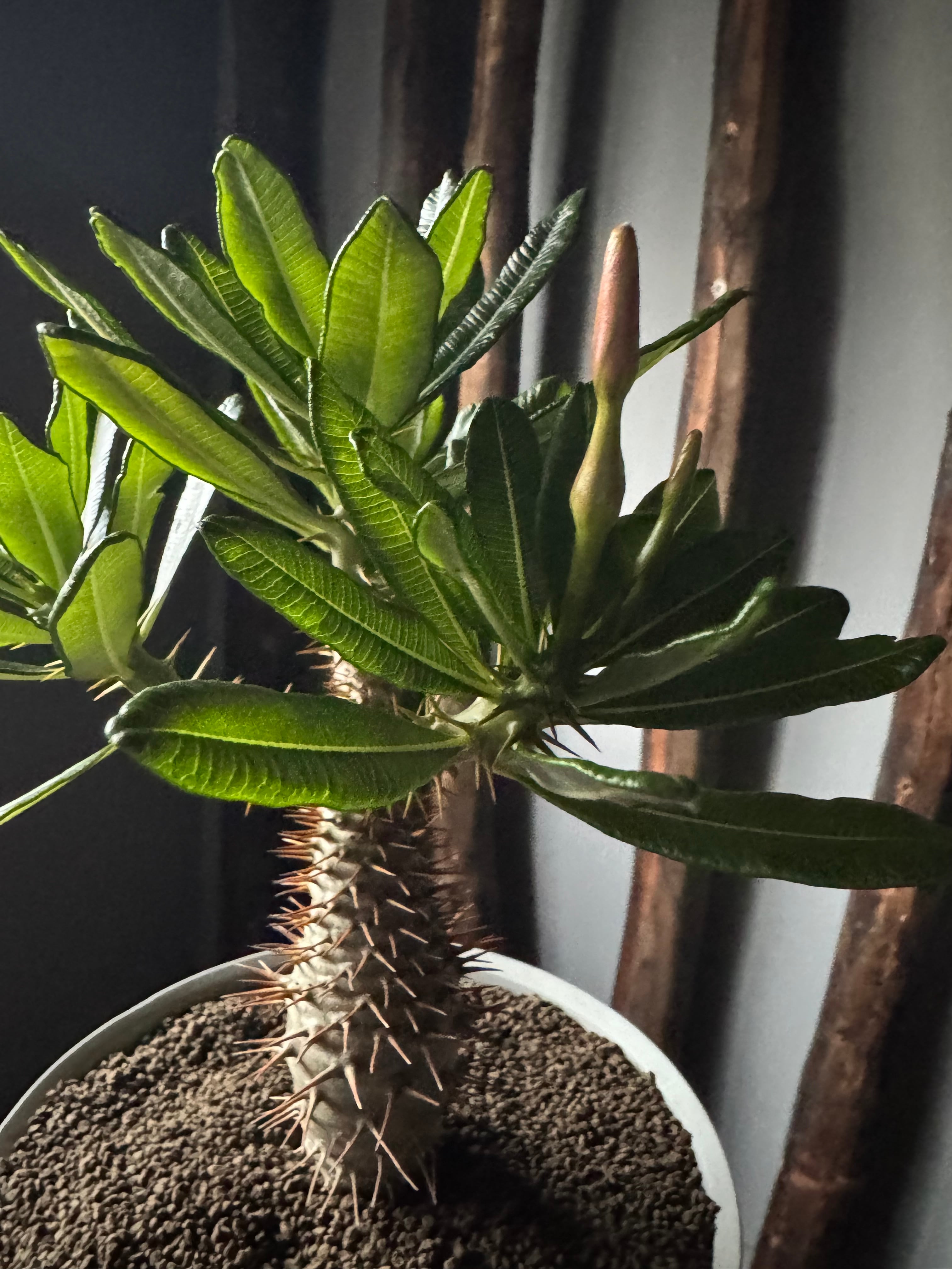 新着】Pachypodium ambongense × VALIEM GHOST“THX鉢”青坊主別注 Gray