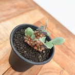 Othonna armiana【オトンナ・アルミアナ・実生】