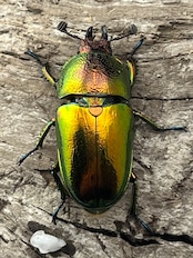 【WD】《パプアキンイロクワガタ アルファック産 38mm ペア》