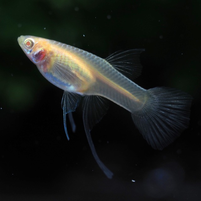 RREAモスコーピンクリボン 若魚1カルテット＋おまけ1ペア＋リボンオス1匹