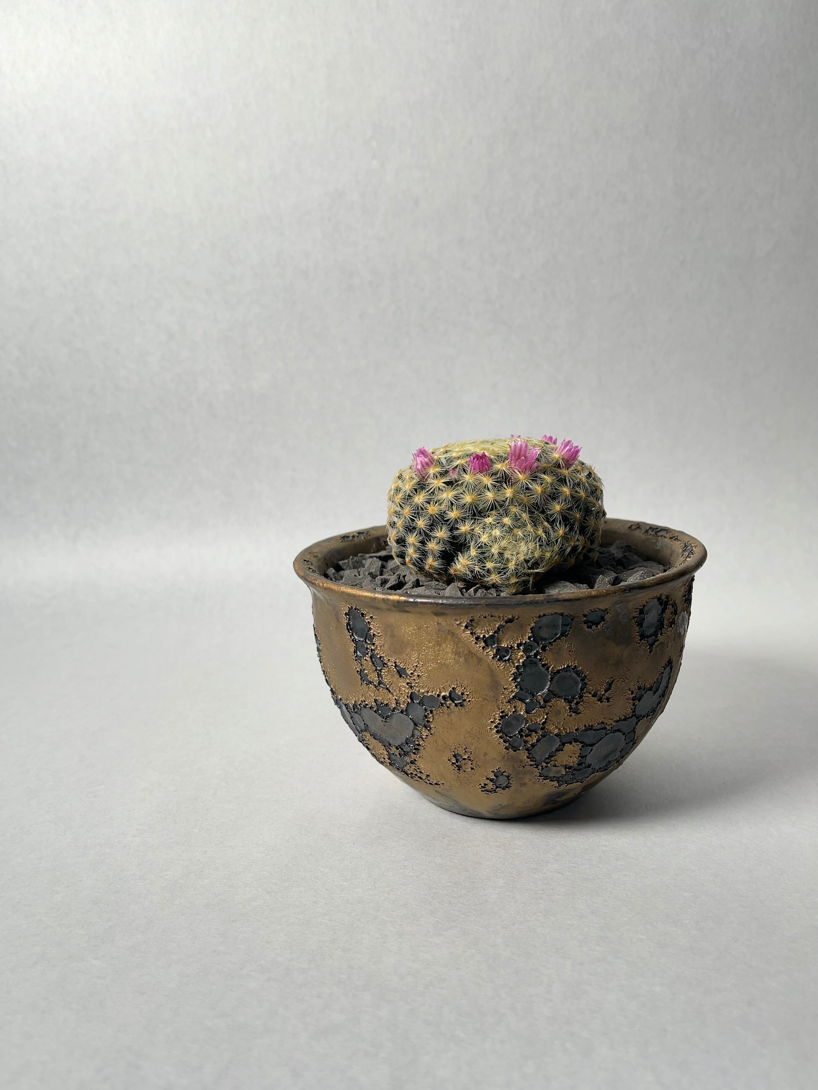 早い者勝ち特価！ 長期管理 現地球 ケラリア ピグマエア 中川智治 作家鉢 早い者勝ち特価！ 長期管理 現地球 ケラリア ピグマエア 中川智治 作家鉢