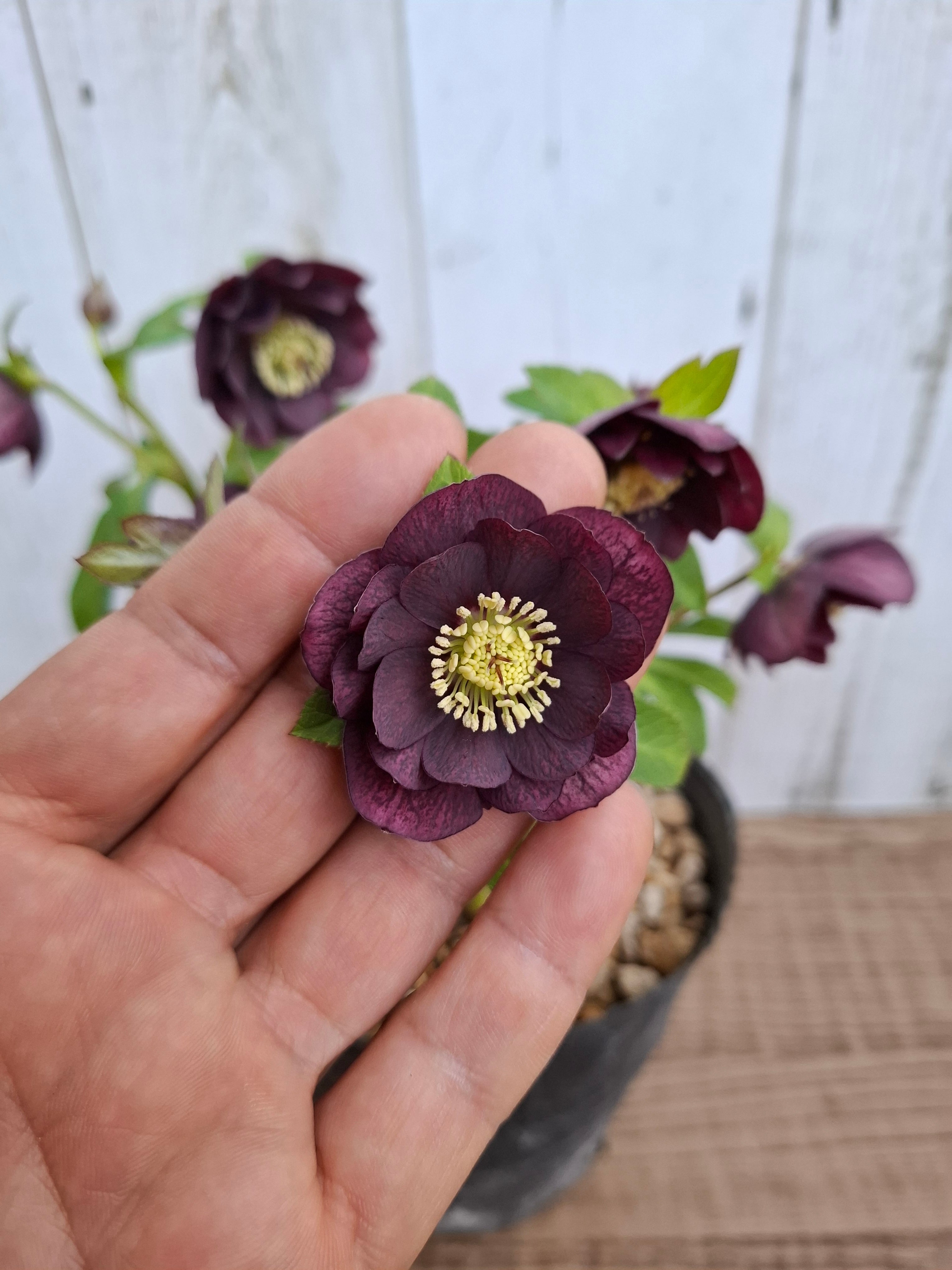 1/18up クリスマスローズ（加藤農園）【ダブル】CR-KT005 [サイズ: 4.5