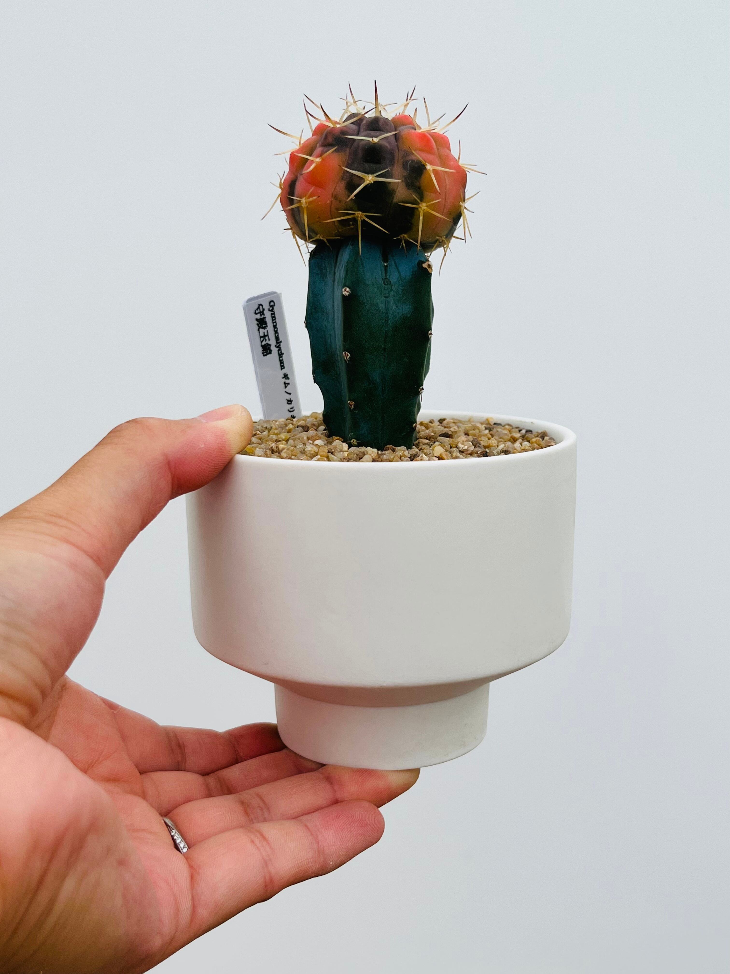 Gymnocalycium stellatum ギムノカリキュウム 守殿玉錦 サボテン 接木