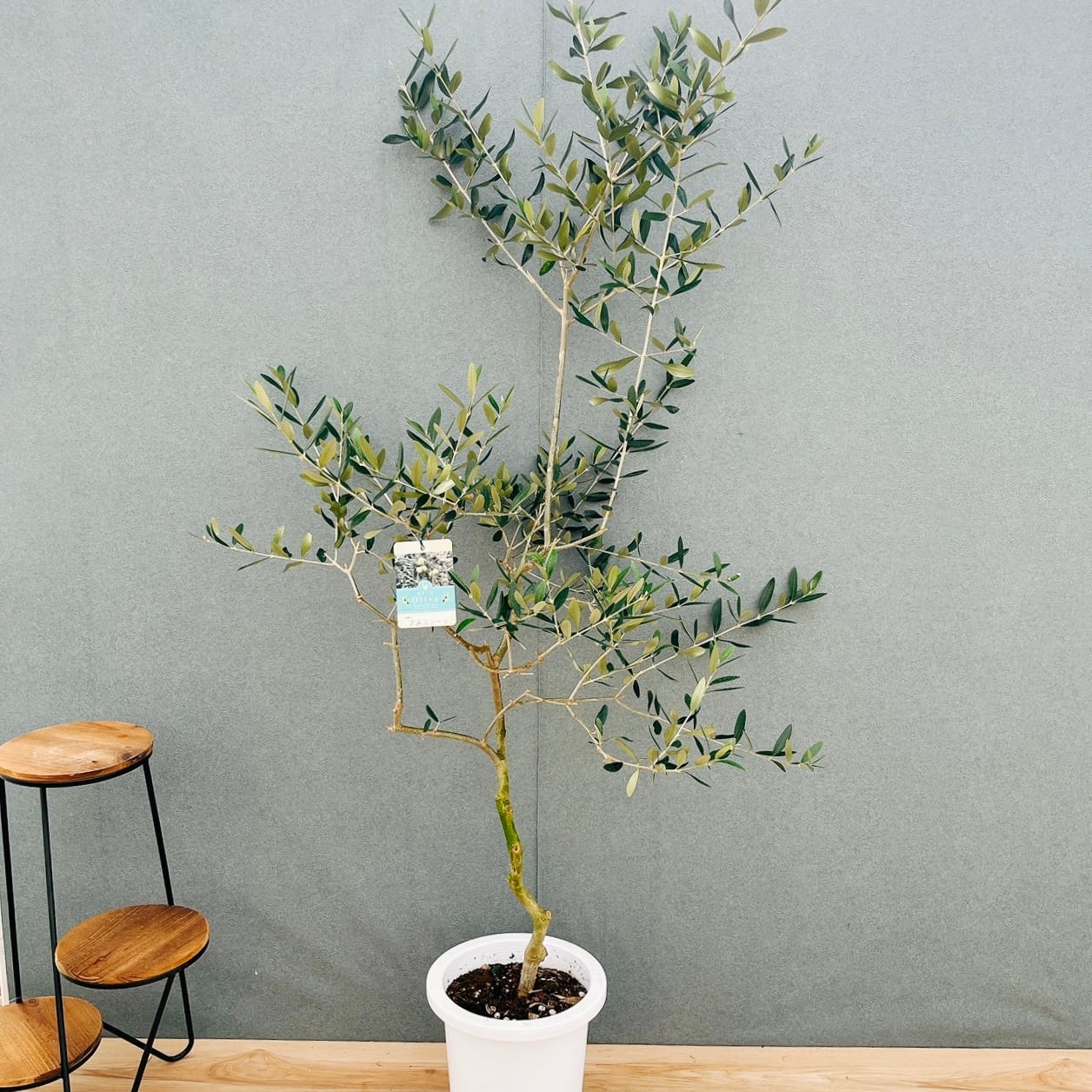 現品］【希少】E オリーブ アスコラーナ 8号 観葉植物 レア ベランダ