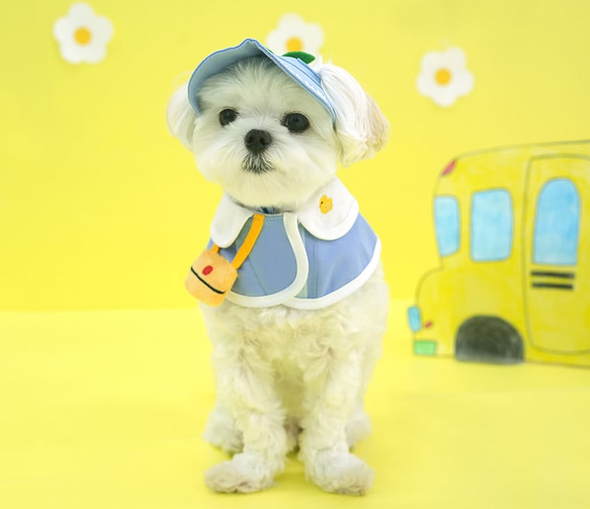 kindergarden cape & ball cap set 2color / 犬用 帽子 幼稚園 ケープ バンダナ スカーフ アクセサリー ドッグウェア ペット用 cap 被り物 お揃い お出かけ お揃い 撮影会 ban18