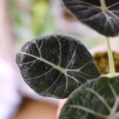 【斑入り】アロカシア ブラックベルベット④ / Alocasia reginula 'Variegated'