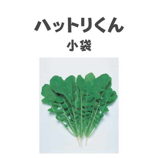 ハットリくん　葉ダイコン種子・GF小袋