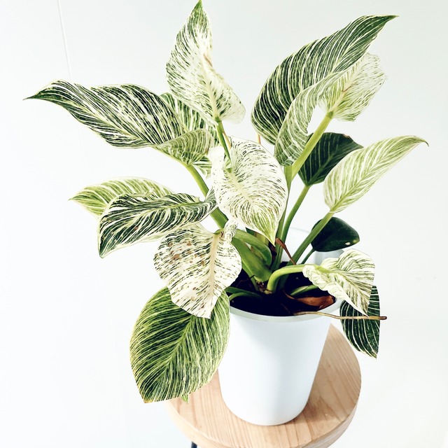 白斑入りの新芽✨ フィロデンドロン バーキン 観葉植物 calm cafe