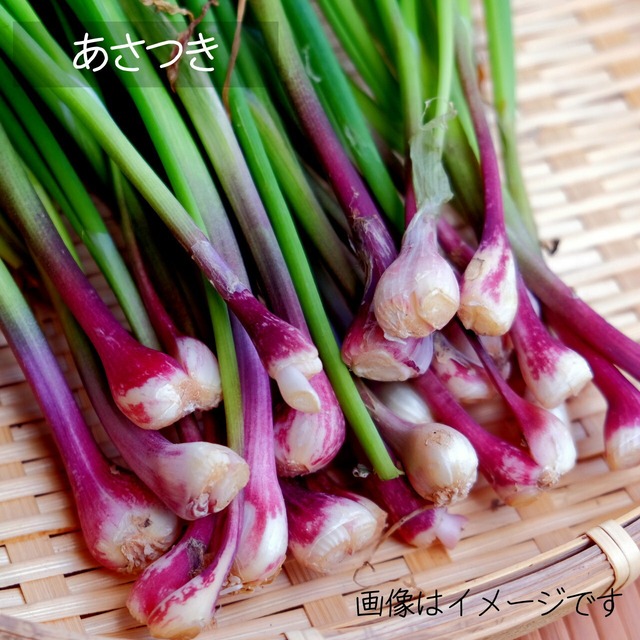 あさつき　朝採り直売野菜　4月20日発送予定