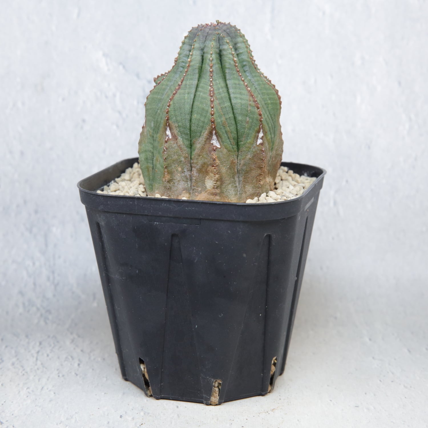 木質化 マウンテン オベサ / ユーフォルビア | LIGHTHOUSE.PLANTS