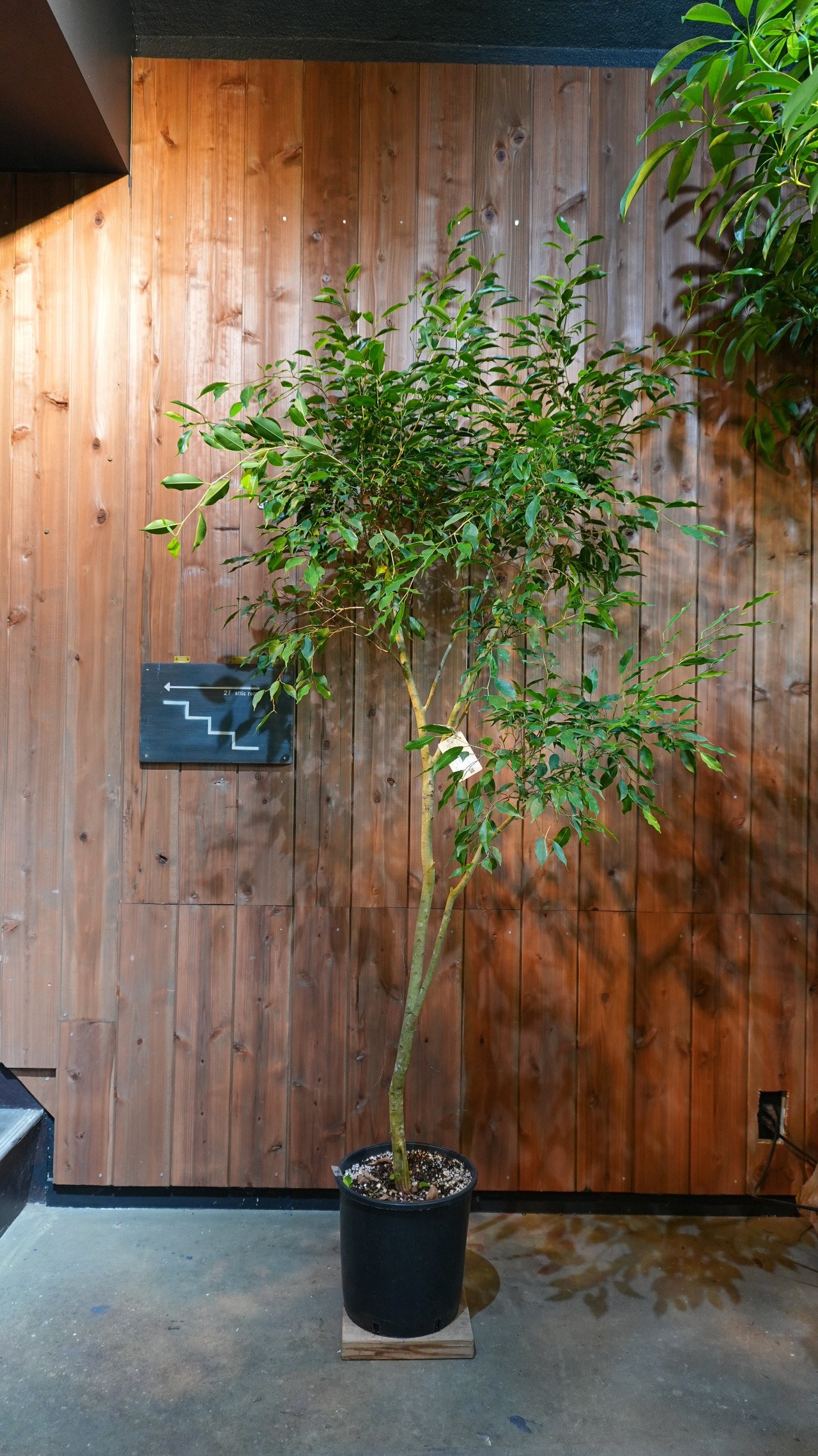 フィカス ベンジャミナ ヌダ