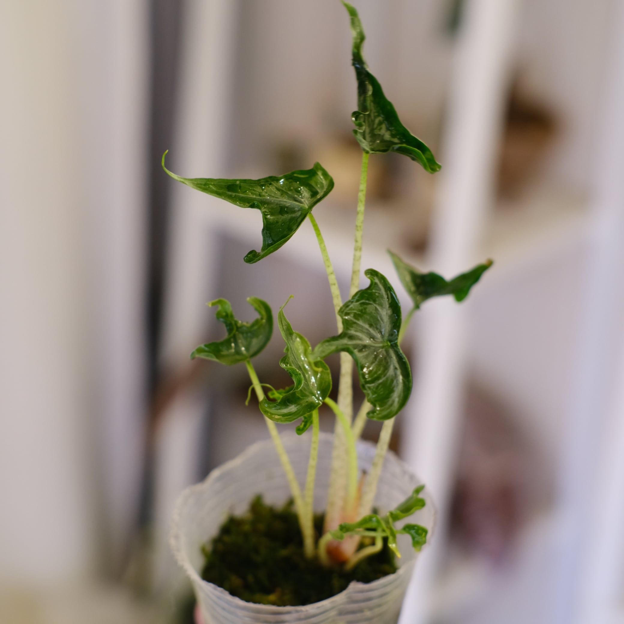 Alocasia 'Holy Grail'｜アロカシア・ホーリーグレイル｜観葉植物