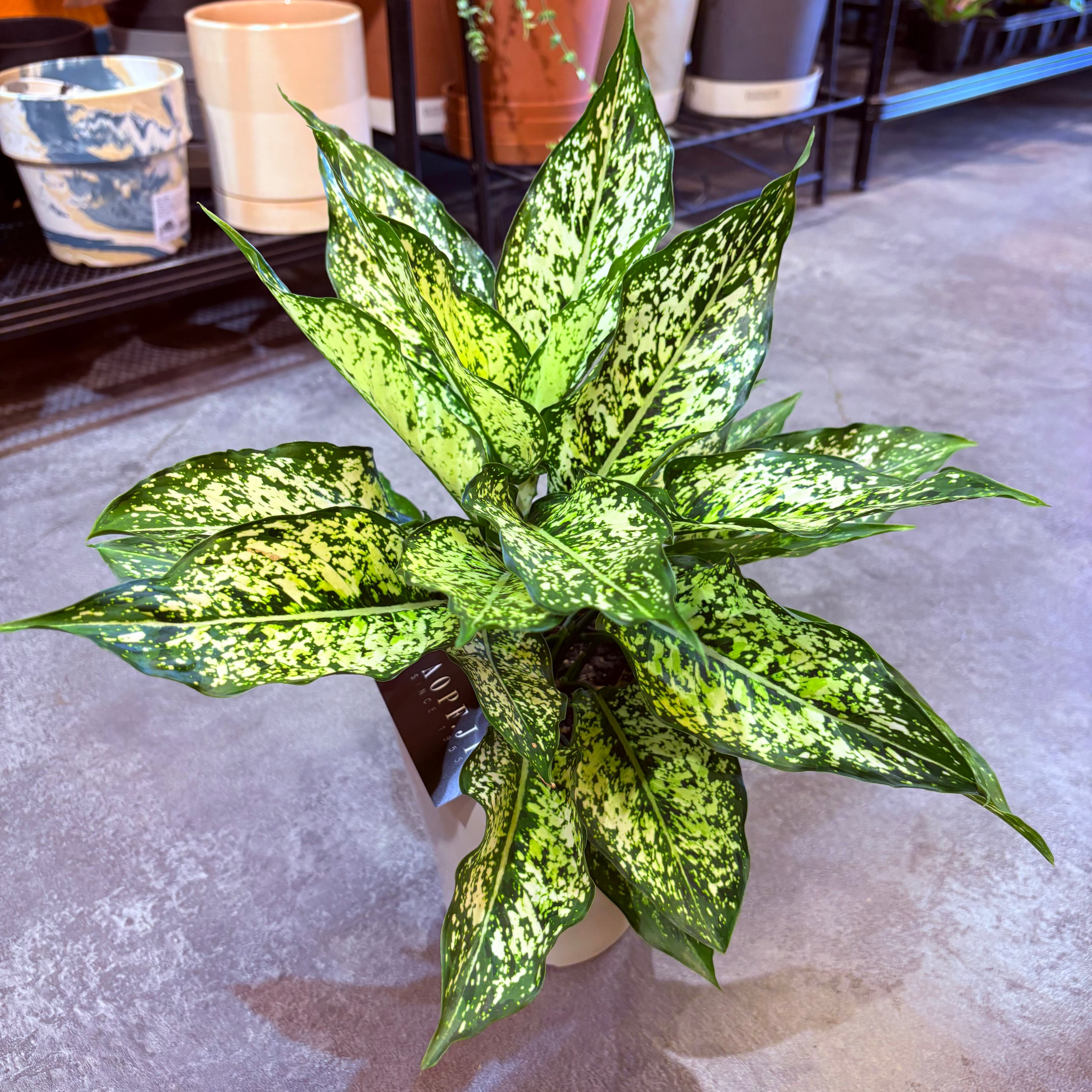 アグラオネマ SP 5号【荒木植物園さん】 | Green Vibes 宇都宮市の観葉