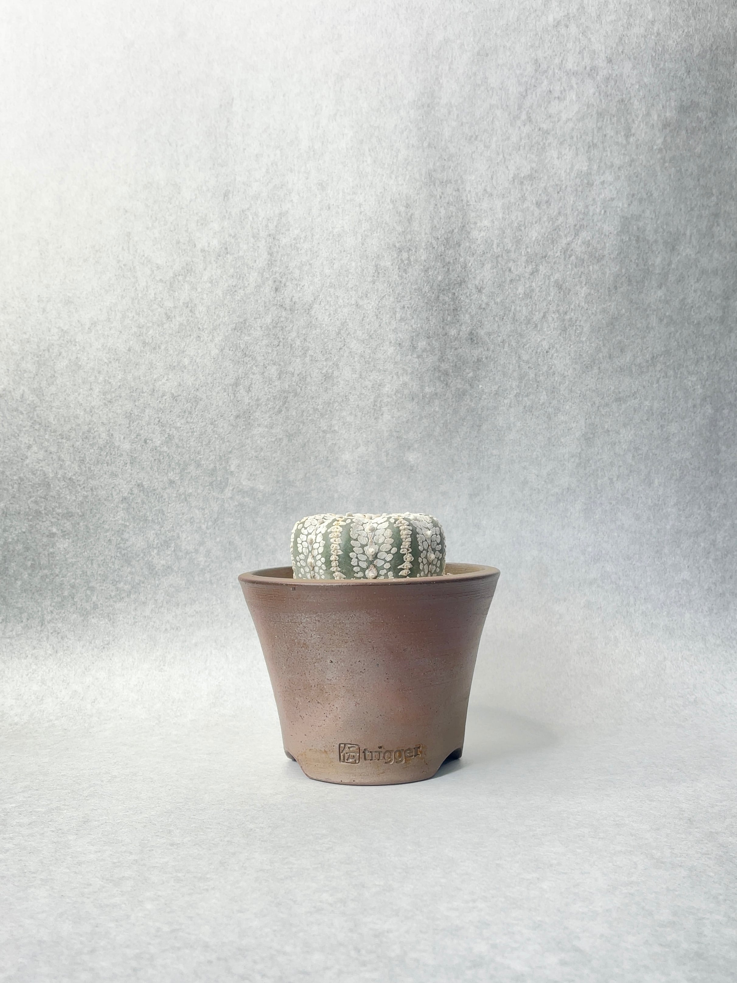 アストロフィツム・スーパー兜 | trigger