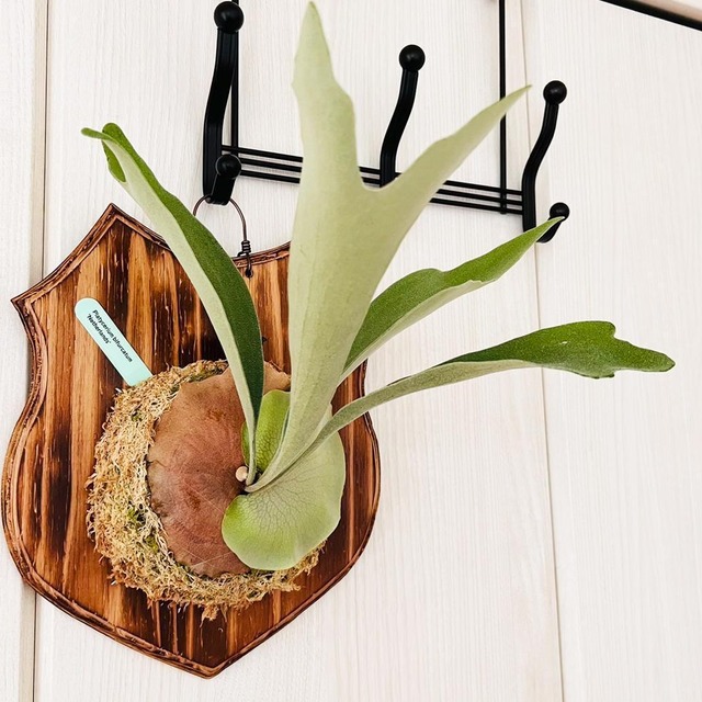 ビカクシダ ネザーランド 板付 【観葉植物 室内 コウモリラン】