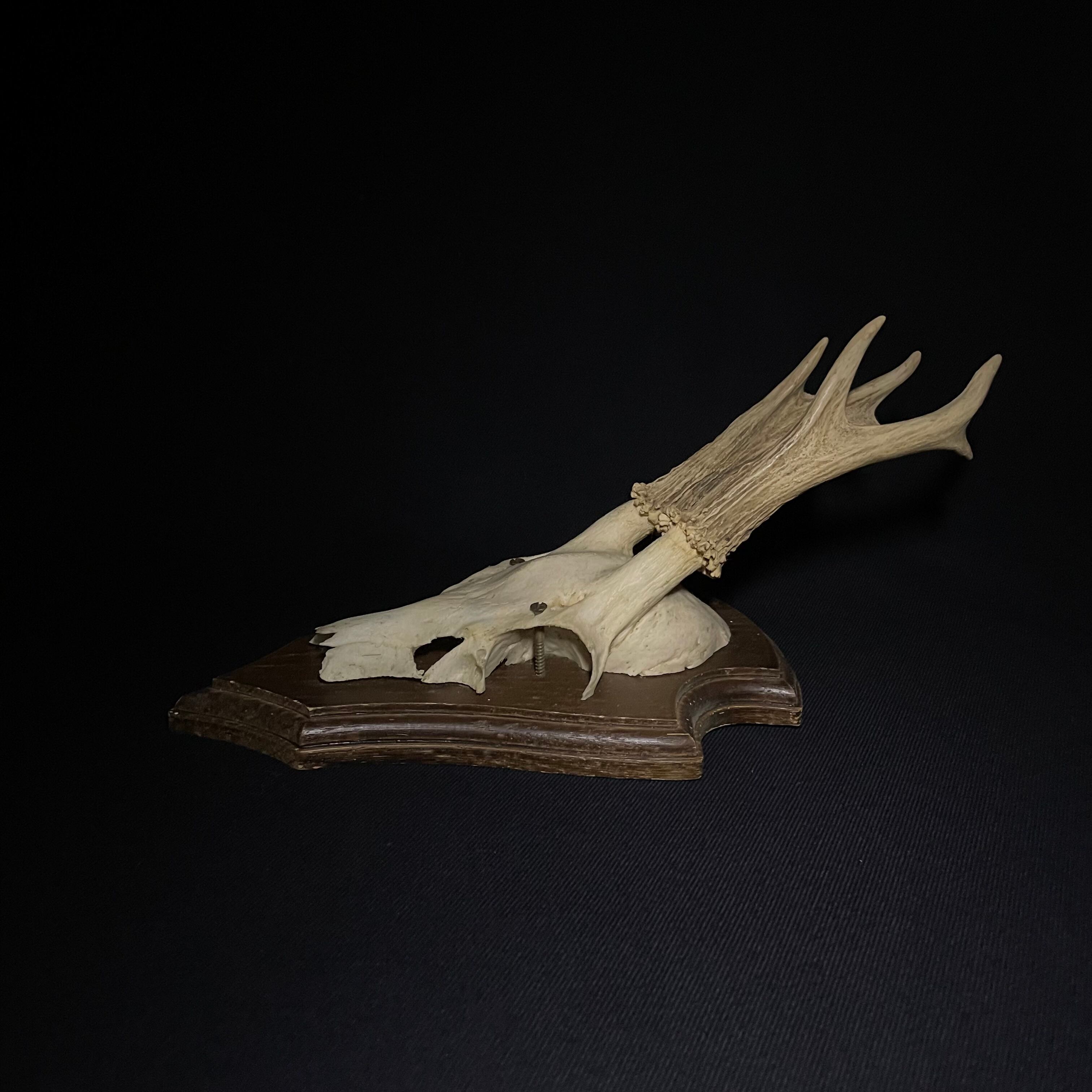 ハンティング トロフィー 鹿 | quelque jour（フランスアンティーク