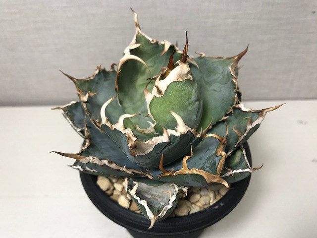 アガベ チタノタ '白鯨'（ハクゲイ）