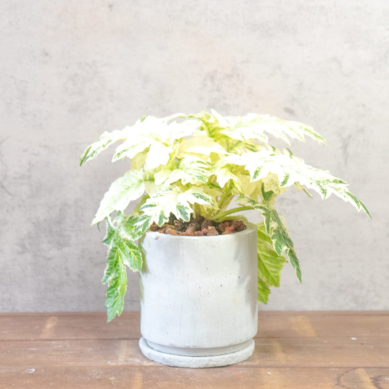 【ゴージャスな斑入り葉】アカンサスモリス・タスマニアエンジェルを、根腐れを防ぐ独自配合の用土で。美しい葉を健やかに保つ仕立て｜虫発生抑制｜送料全国一律850円