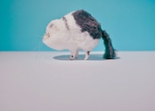 ヤン・ノ・カー
