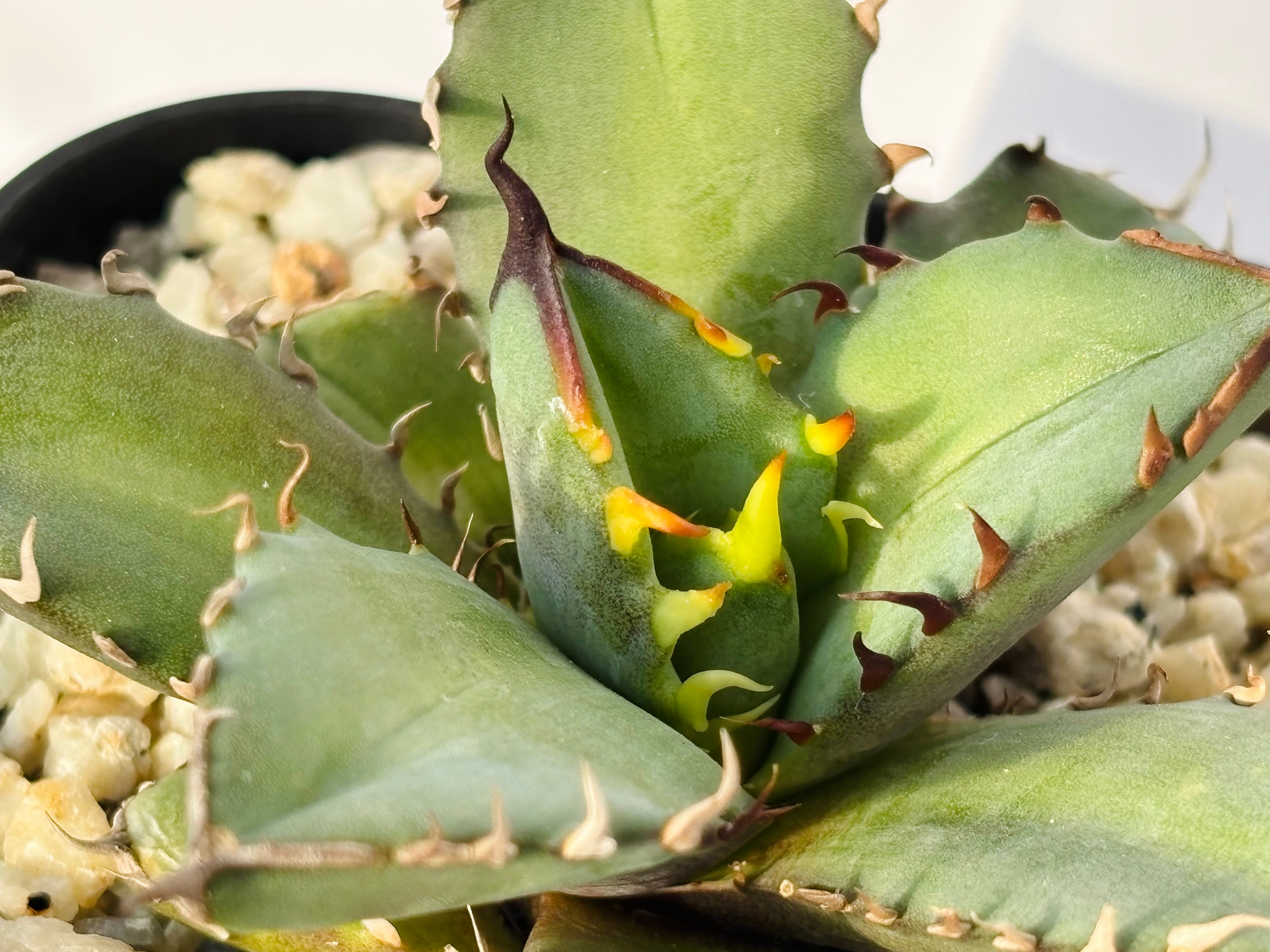 Agave titanota アガベ チタノタ オテロイ 多肉植物 | plants MARU