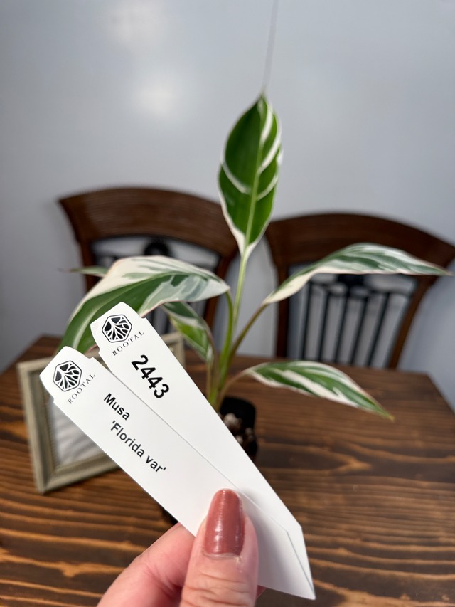 ★2443【南国の風を感じる株】ムサ　フロリダバリエガータ（3号ポット）