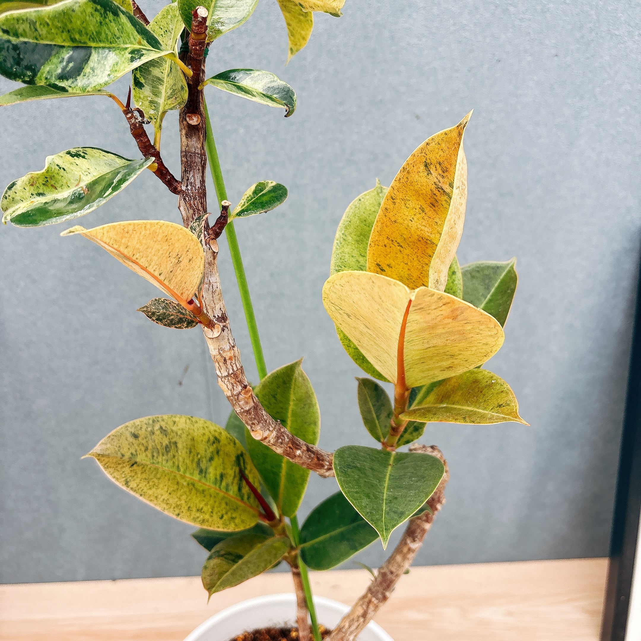 現品］【希少】1番 フィカス ジン 曲がり 7号 観葉植物 ゴムの木 室内