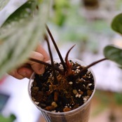 アンスリウム シリ / Anthurium Siri②(A.radicans×A.dressieri)