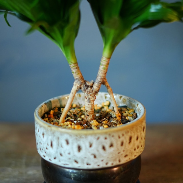 ドラセナ コンパクタ 器セットA