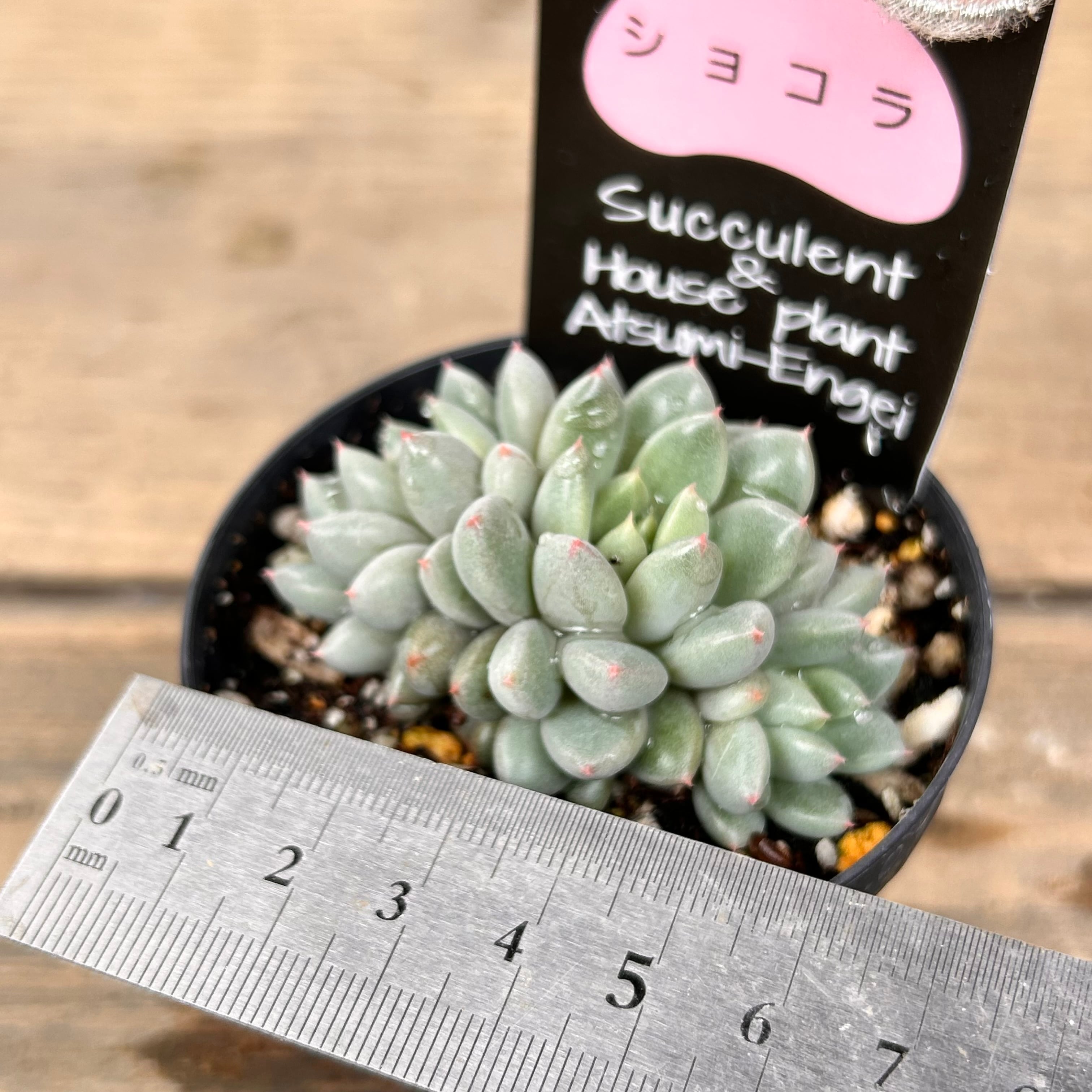 その他多肉植物 choco その他多肉植物 choco ショコラ | RuPo 多肉植物専門店