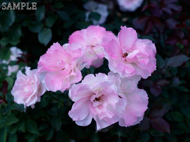 薔薇　夢乙女  JPEG