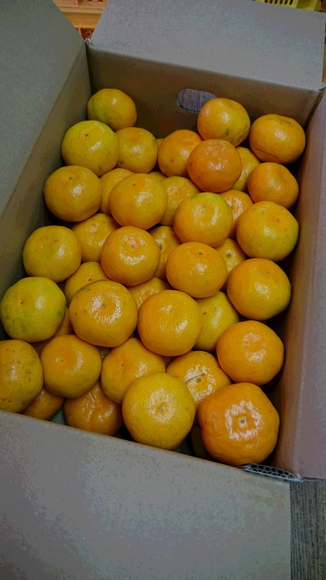 早生(わせ)温州みかん　Sサイズ　5ｋｇ