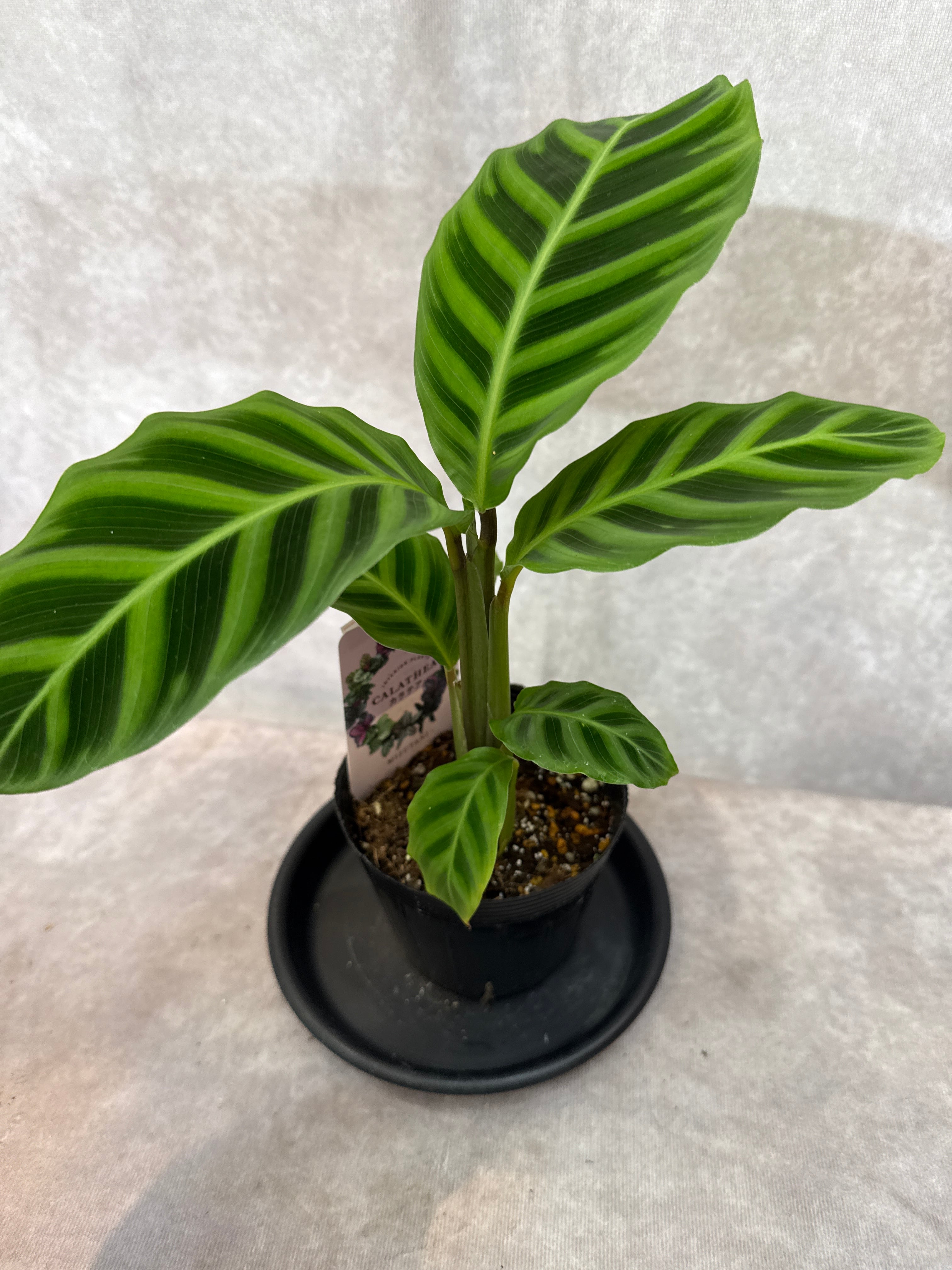 カラテア・マランタ類 | Gardenえん 【観葉熱帯植物】