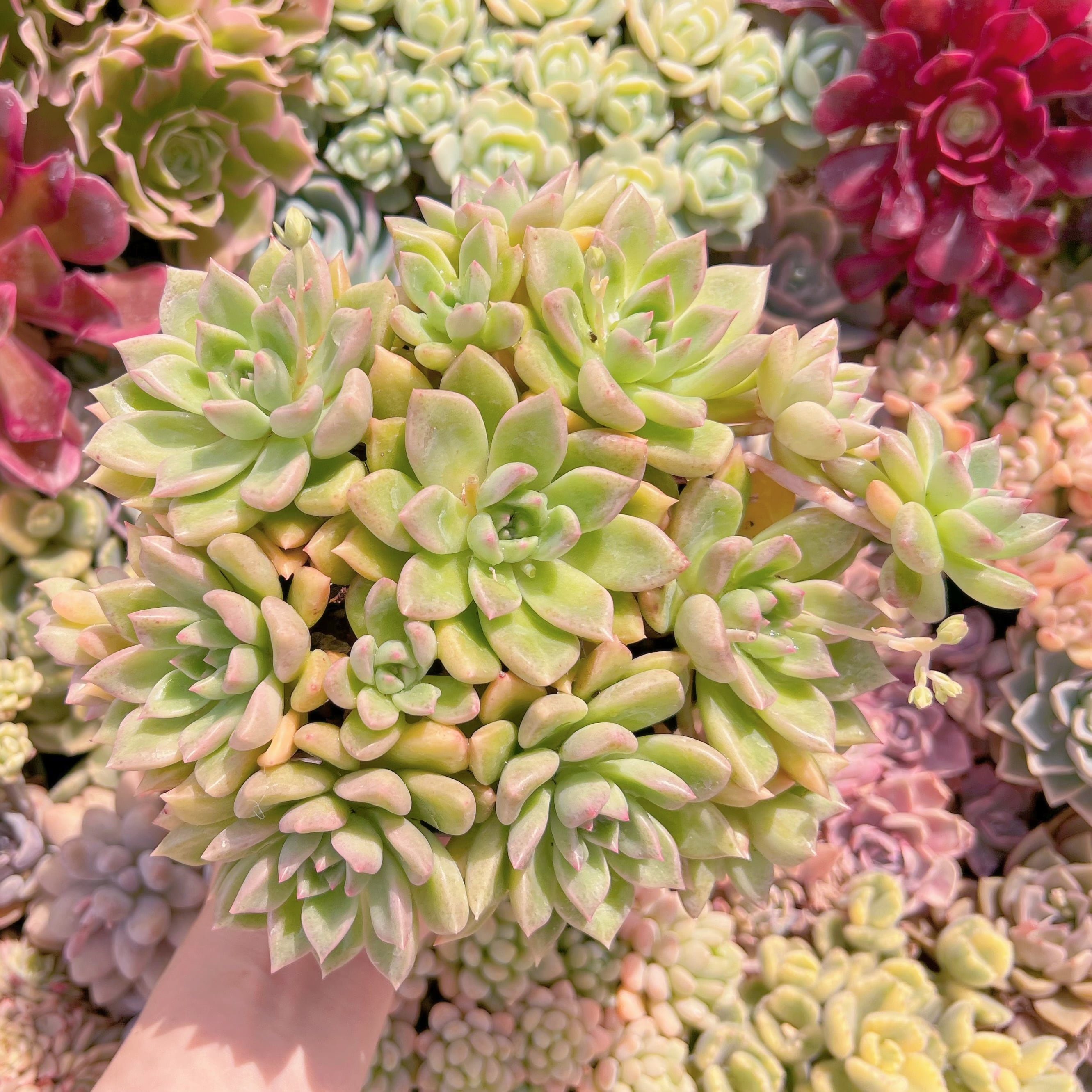 現物　アルジェ#B06　古株群生　特大　るる農園