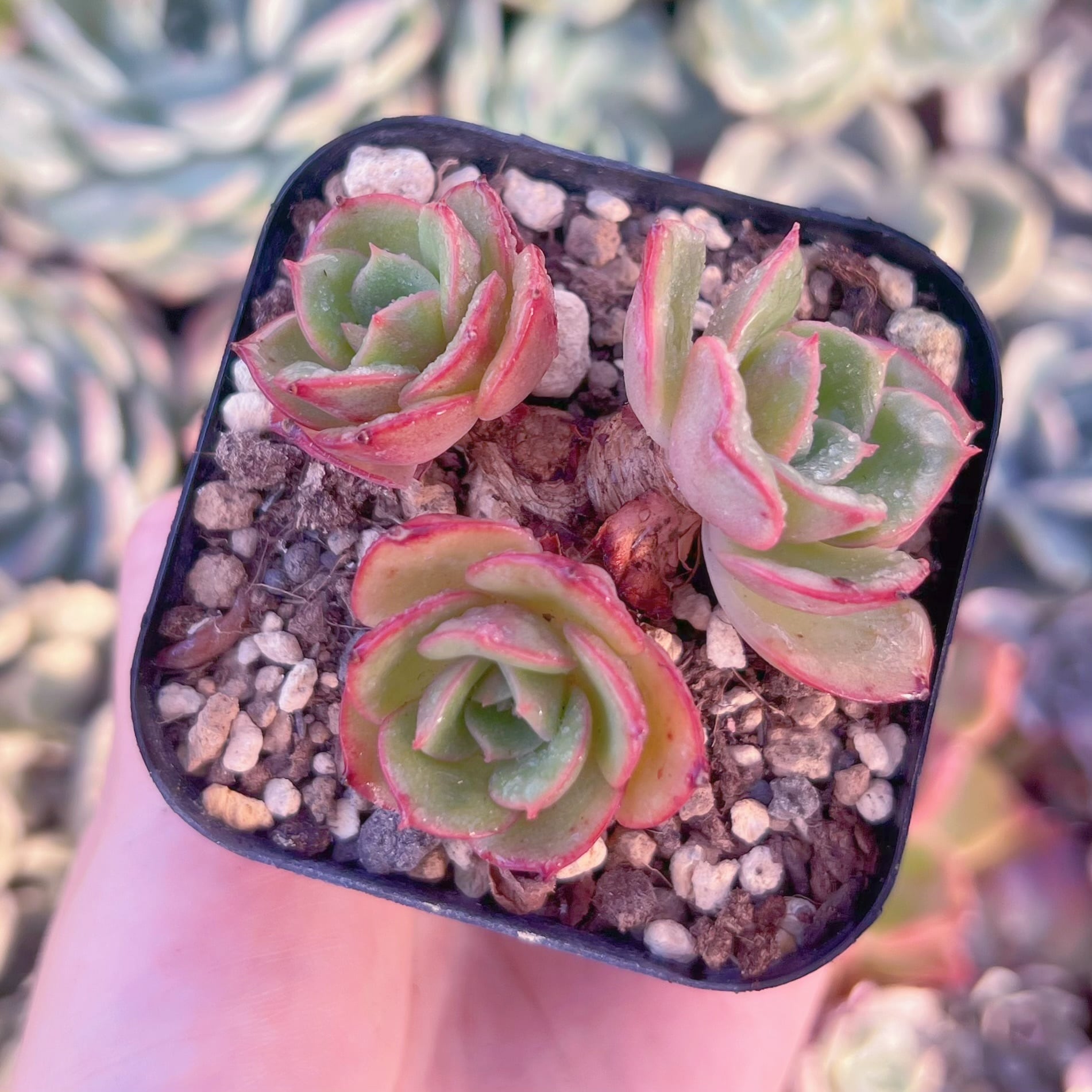 現品　アズタ#839　るる農園