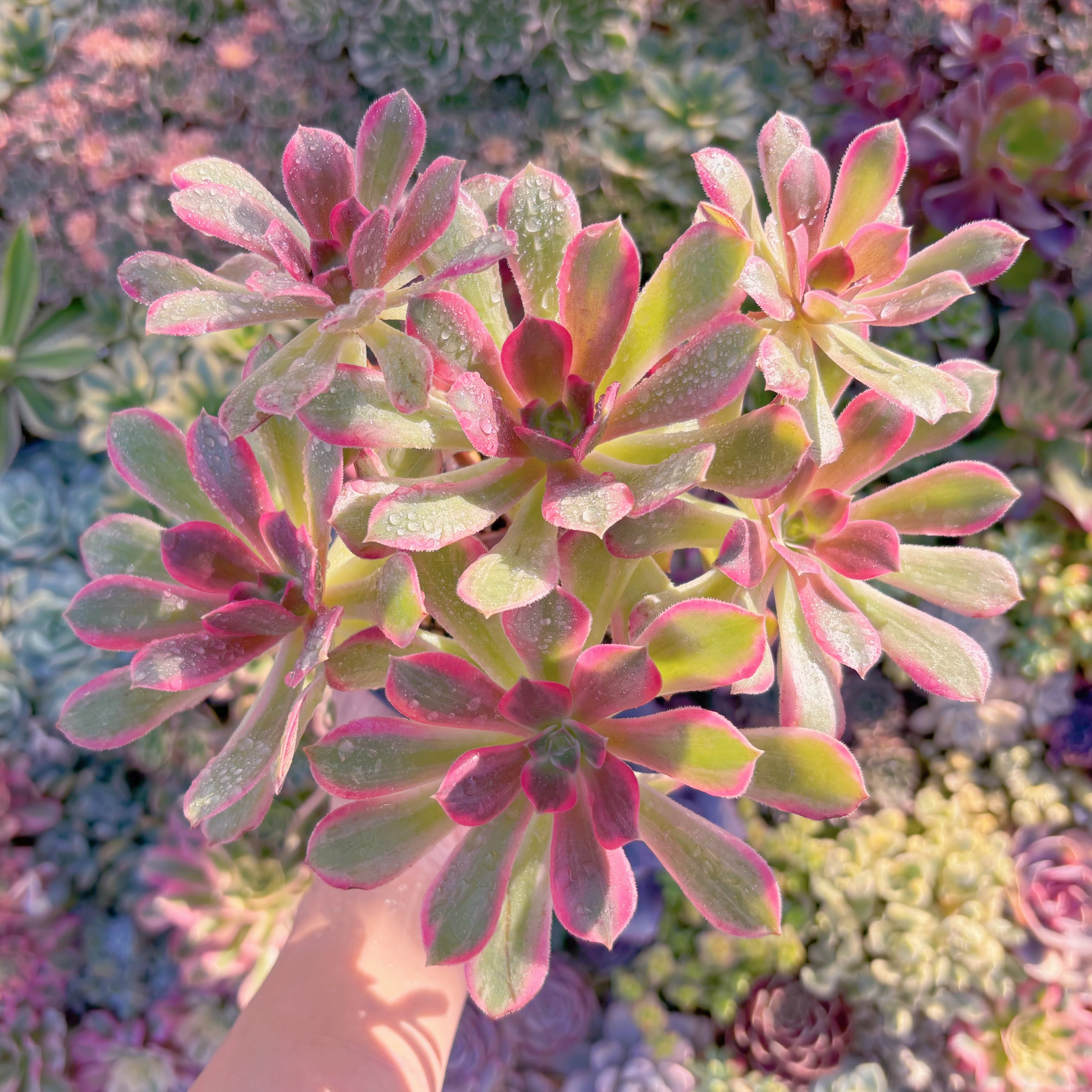 現品　新品種　浣沙錦#M300　群生　新入荷　るる農園