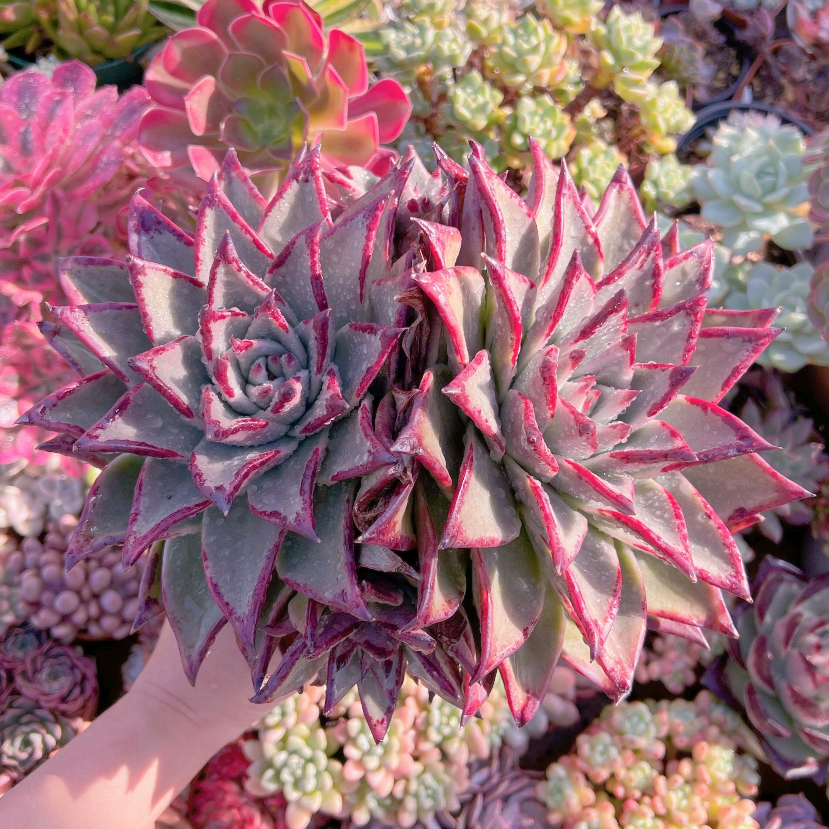 現品　優選エボニー#894　新入荷　特特大群生　るる農園