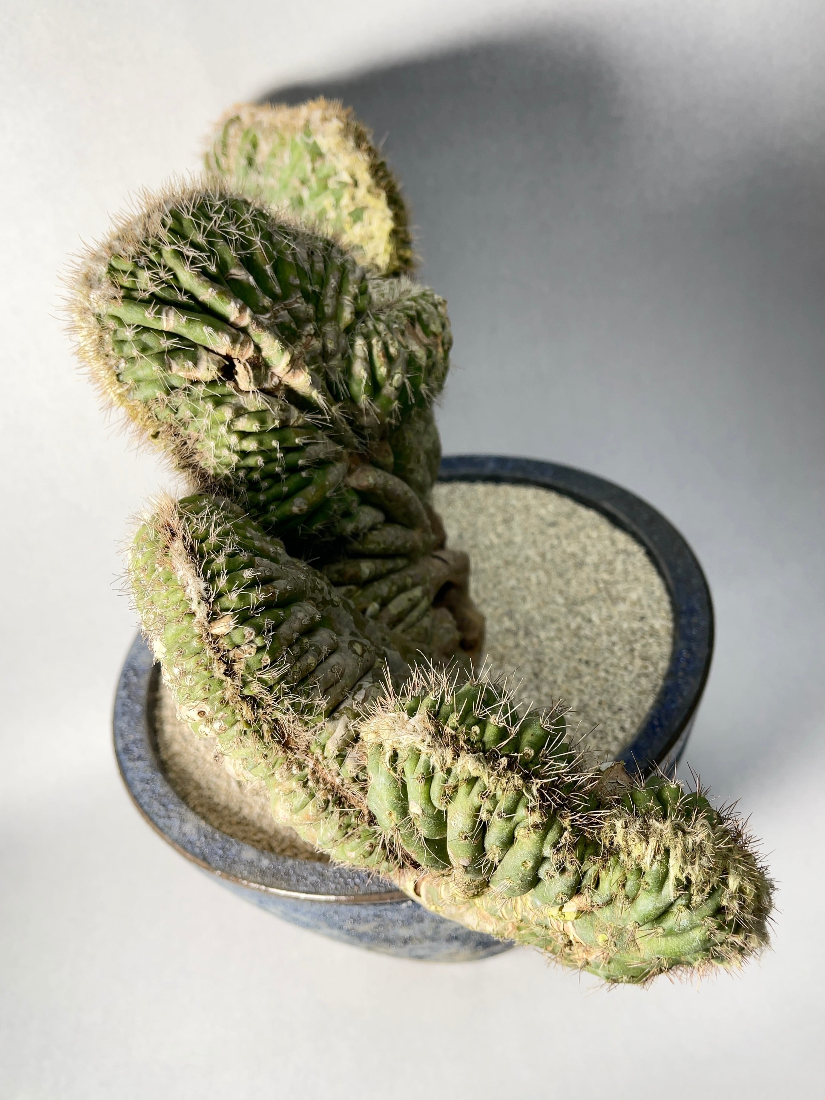 セレウス・ヤマカル柱綴化 | trigger