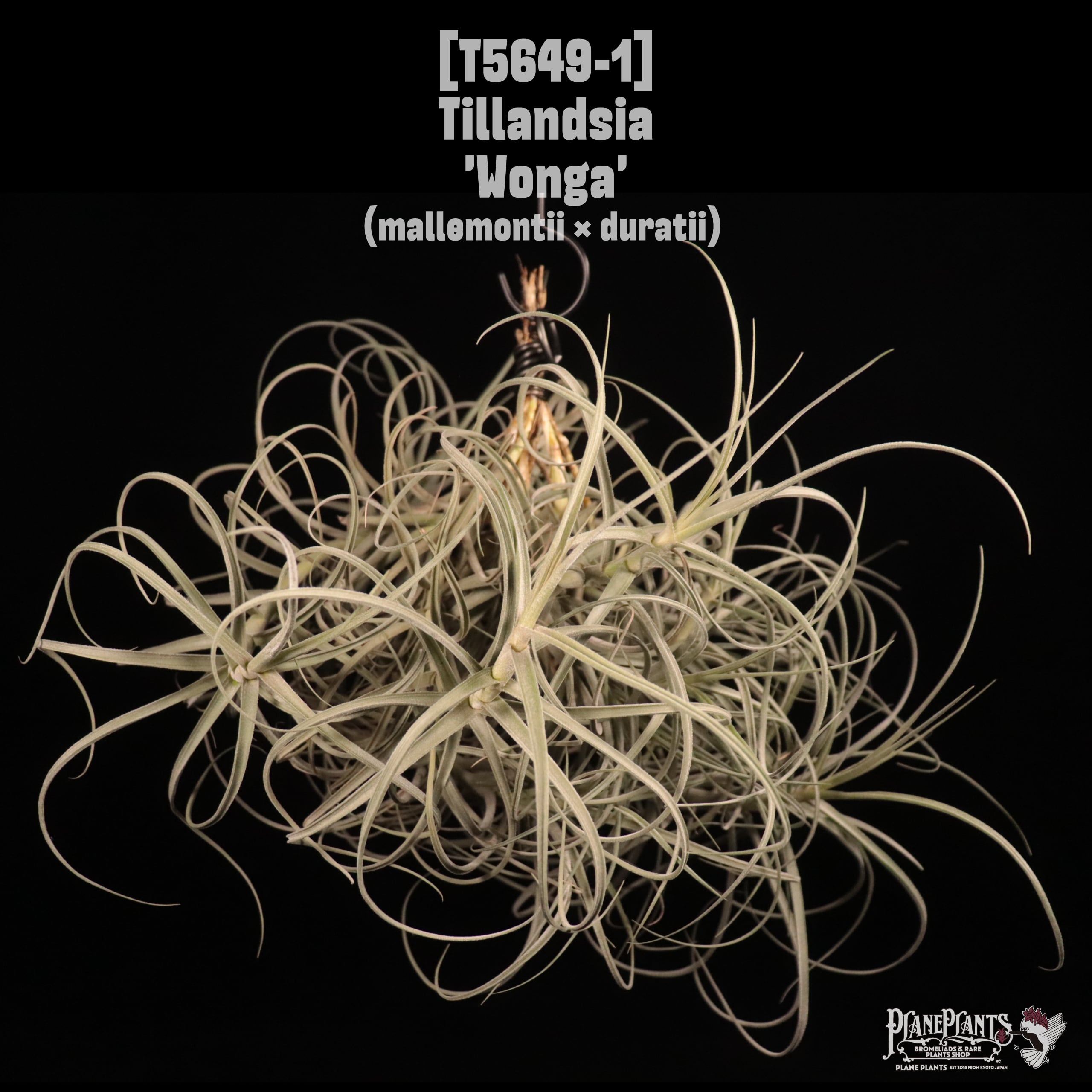 Tillandsia 'Wonga'〔エアプランツ〕T5649-1