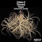 Tillandsia 'Wonga'〔エアプランツ〕T5649-1