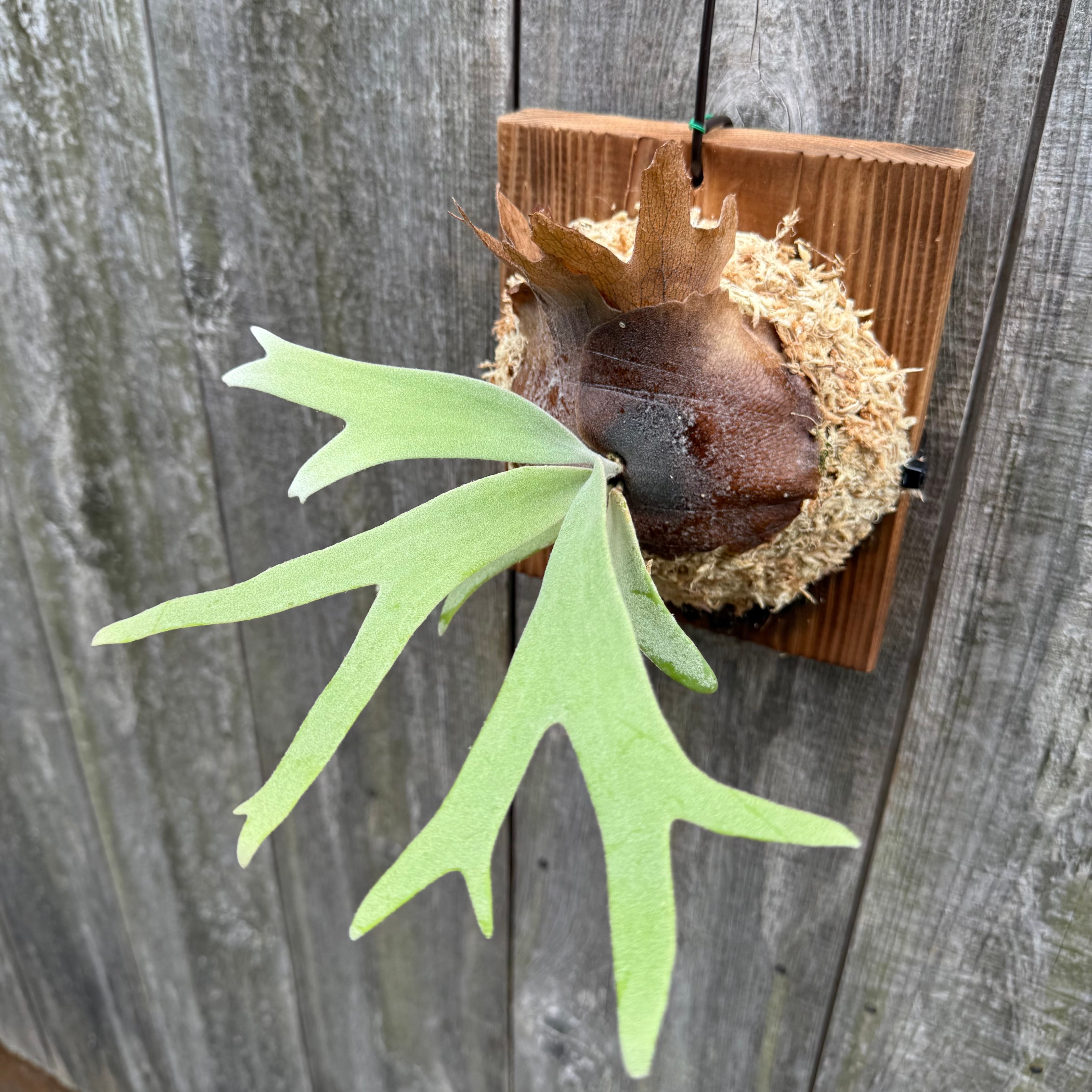 P. willinckii YAL (Mix Sporeling) | naturefix